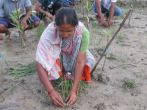 Planting mangroves for our betterment