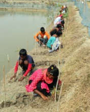 Mangrove plantation by the participants