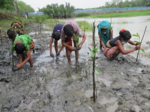 Local people are planting mangroves by themselves