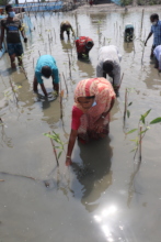 Coastal people are planting mangroves