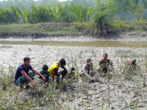 Local villagers are plantating mangroves