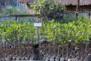 Mangrove Nursery-1