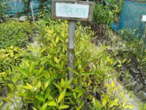 Mangrove Nursery-2