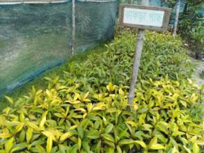 Mangrove Nursery-3