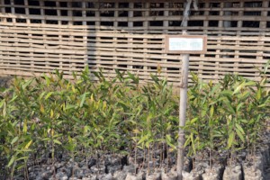 Mangrove Nursery-4
