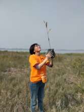 Mangrove in only hope.