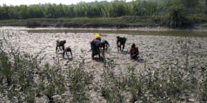 Mangrove plantation activity is going on