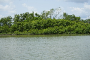 Mangrove restoration by BEDS