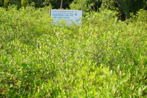 Mangrove restoration activity of BEDS