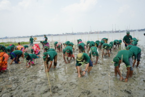 Mangrove plantation together with local people