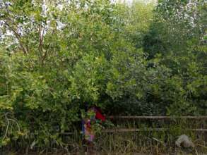 Mangrove plantation turn into a forest area