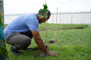 Mangrove plantation for river bank protection
