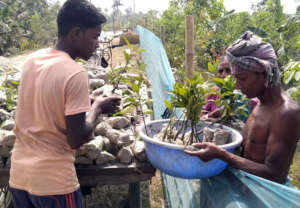 Mangrove saplings distribution for plantation