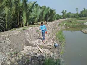 Monitoring planted mangroves