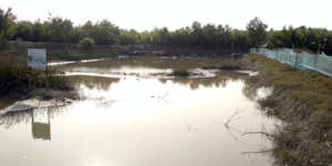 One of the selected ponds for plantation