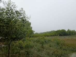 Planation at coastal belt