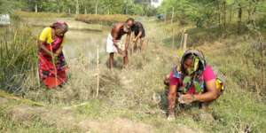 Plantation by the farm owners' family