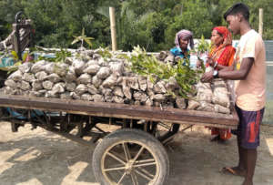 Saplings Being carried to the selected plots