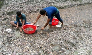 Seed collection by the villagers for nursery makin