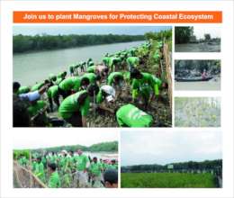 Join us to plant mangroves