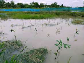 Planted Mangroves