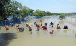 Villagers are planting mangrove spontaneously