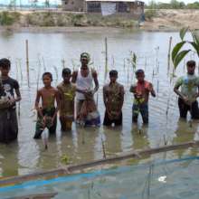 Coastal people are planting mangroves