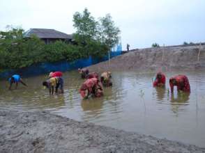 Mangrove plantation by local community