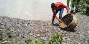 Mangrove seed collection