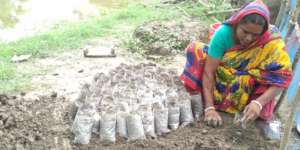 Poly bag filling with prepared soil