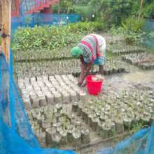 Working in mangrove nurseries