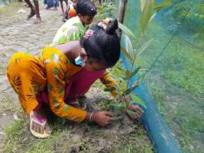 Mangrove plantation by children