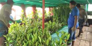 Selling mangrove saplings