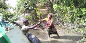 Women earn 2000 euro from mangrove nursery
