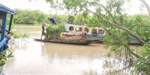 Mangrove saplings increase family income