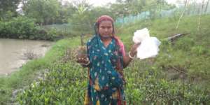 Women are raising mangrove saplings by themselves