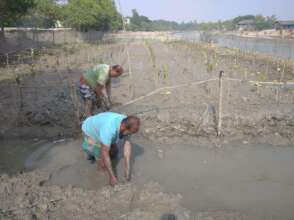 coastal people planting mangrove beside river bank