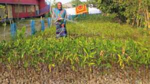 Watering mangrove saplings because of dry season