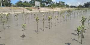 Hope germinated from mangrove seeds