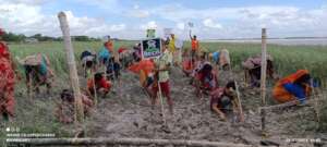 Mangrove plantation