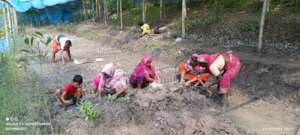 Women are working in mangrove nursery
