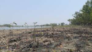 Planted mangroves in the river bank