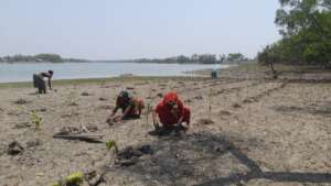 Community planted mangroves