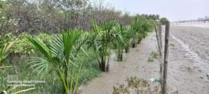 Forest protects the hit of cyclone