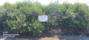 Mangrove forest by BEDS