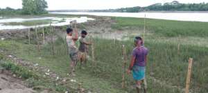 Fencing with bamboo by community