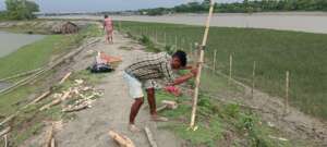 Communities are cutting bamboo