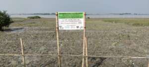 After plantation