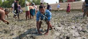 Local community are planting mangroves