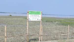 Before Plantation